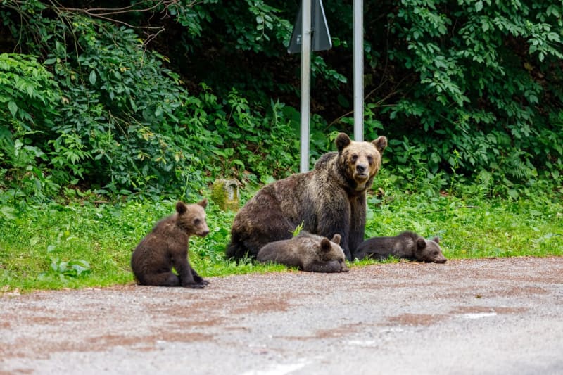 Medvědí rodinka
