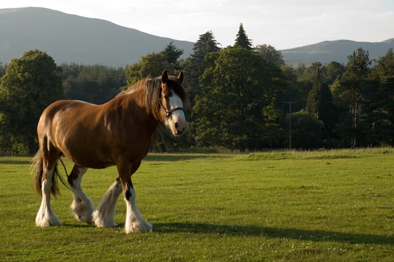 Největším koněm byl Samson, který se narodil na konci 19. století