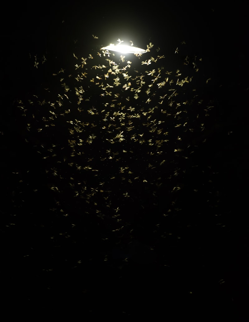 Za chováním hmyzu kolem světla stojí reflex