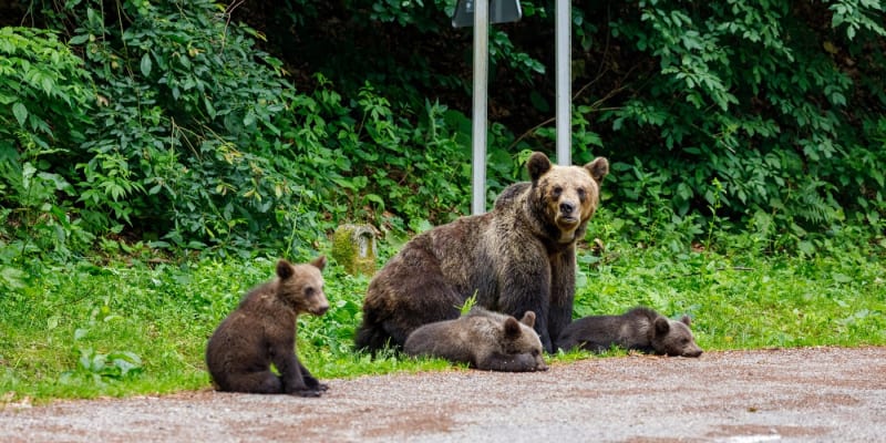 Medvědí rodinka v Rumunsku (ilustrační foto)
