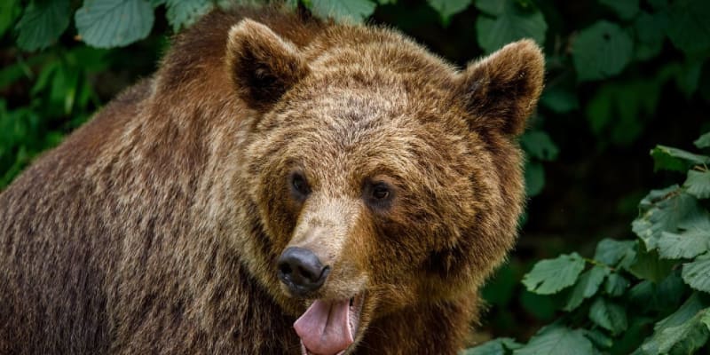 Medvěd hnědý je mrštný predátor (ilustrační foto)