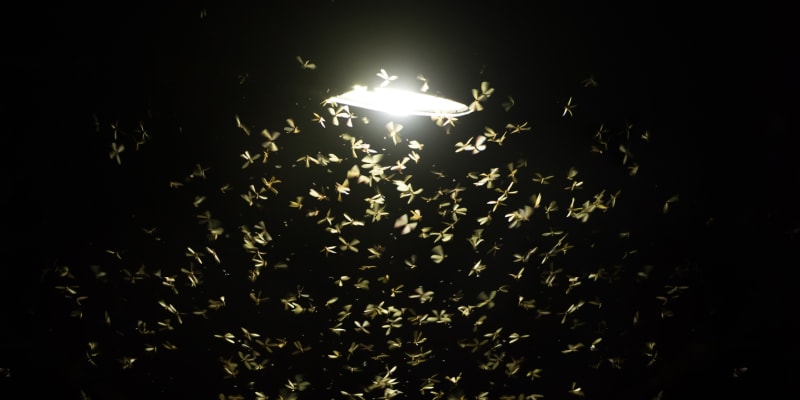 Za chováním hmyzu kolem světla stojí reflex
