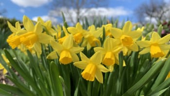 Oficiálně začíná jaro! 20. března nastává jarní rovnodennost a první jarní den 