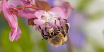 Hmyzem roku se stala včela samotářka: Je důležitější než ta medonosná