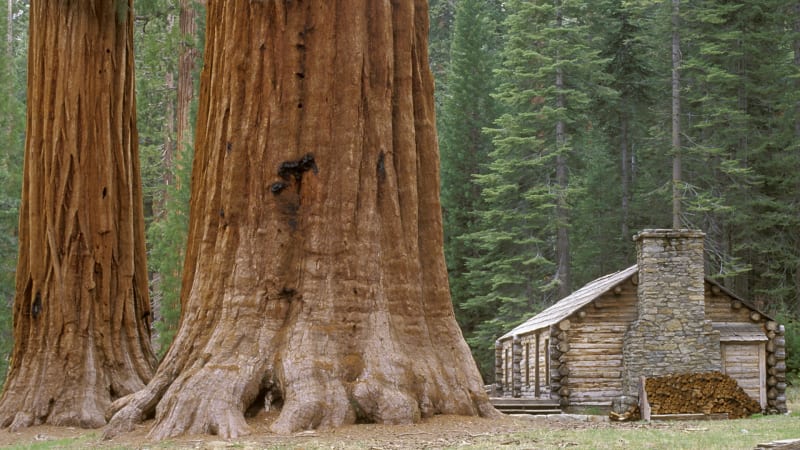 Gigantickým stromům, které pomáhají naší planetě, se mimo Ameriku náramně daří