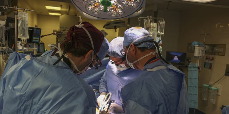 Lékaři z Bostonu transplantovali pacientovi ledvinu z geneticky upraveného prasete.
