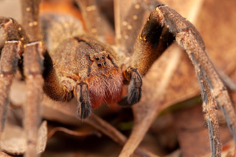 Domovem tohoto agresivního pavouka je například Brazílie