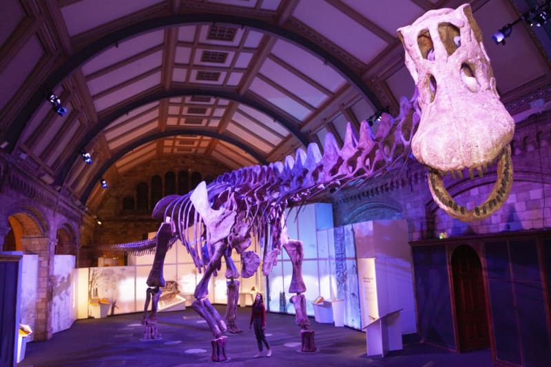 Rekonstrukce kostry titanosaura