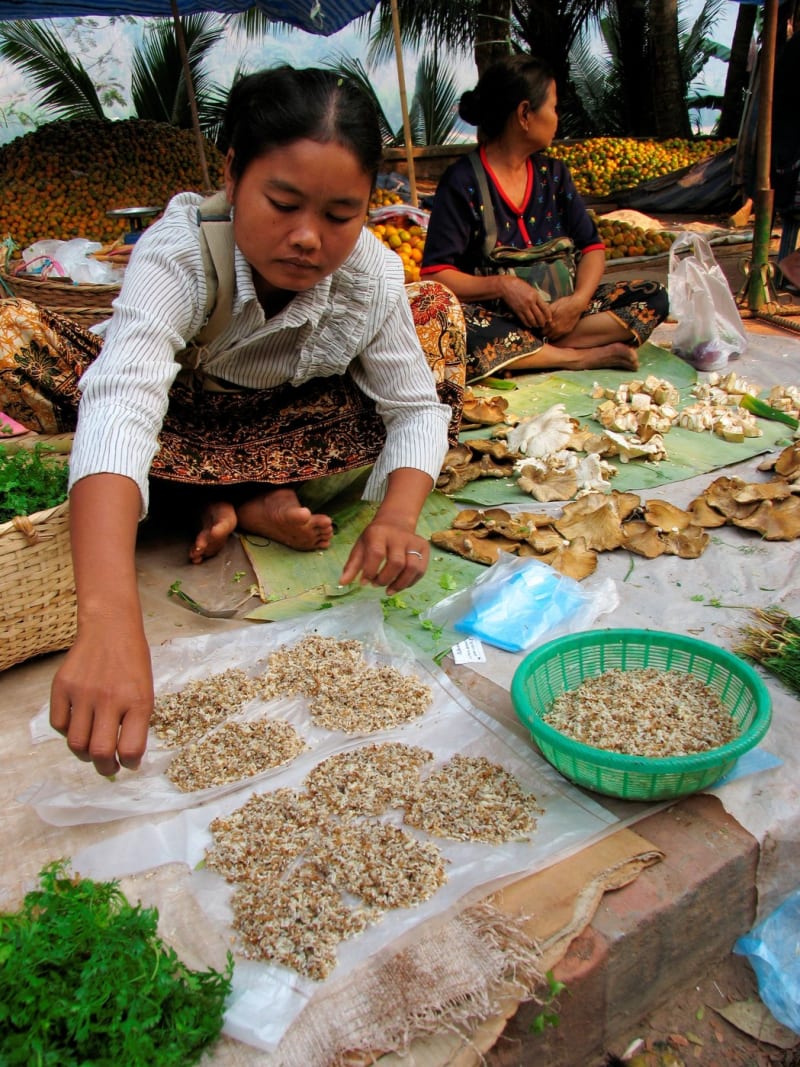 V Laosu mravence považují za delikatesu