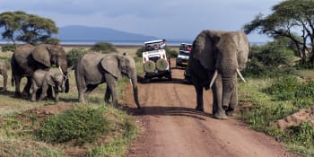 Rozzuřený slon napadl turistický autobus. Bezbranný řidič létal vzduchem, ukazují záběry