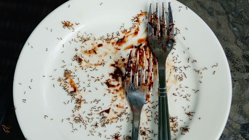 Snesli byste pomyšlení, že máte na talíři mravence?