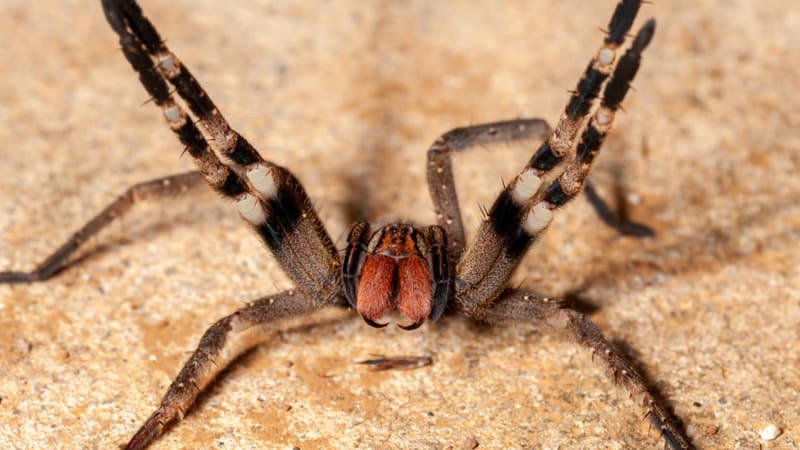 Nejjedovatějšího pavouka světa už našli i v německém supermarketu. Podívejte se, jak útočí na zadních nohách