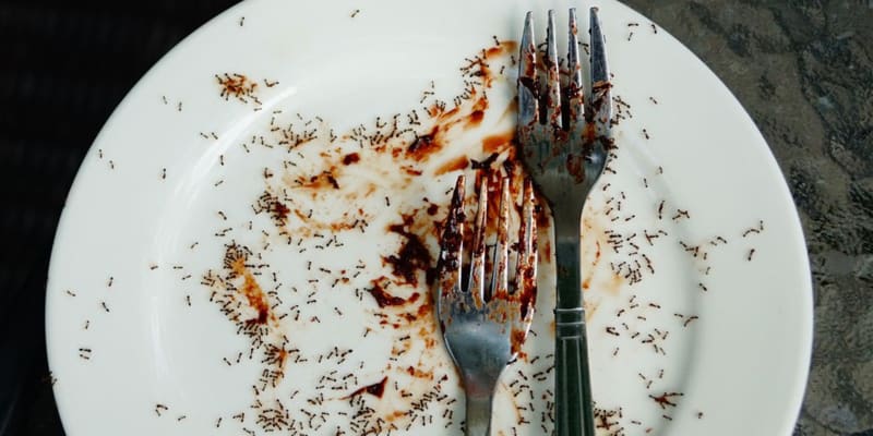 Snesli byste pomyšlení, že máte na talíři mravence?