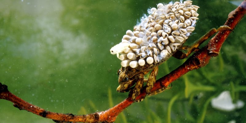 U tohoto druhu hmyzu se o vajíška starají samci