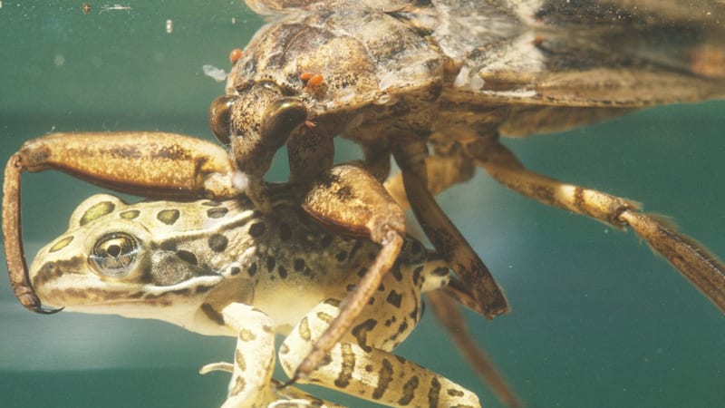 Gigantický vodní hmyz se začíná šířit po Evropě. Mohutnatka dokáže zabít žábu, hada i ptáka 
