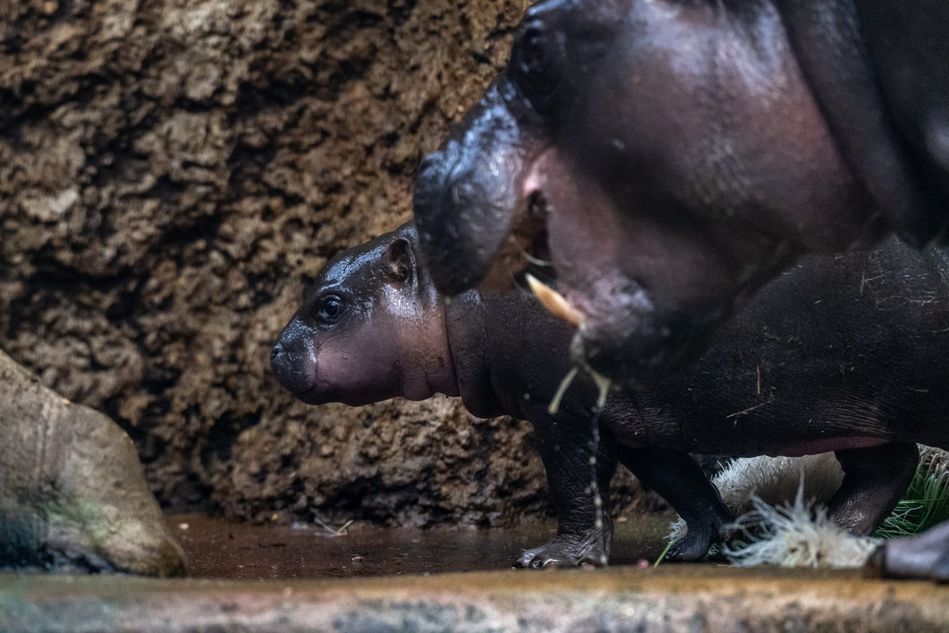 Tohle je hrošík Mikuláš narozený v roce 2023 v Zoo Dvůr Králové