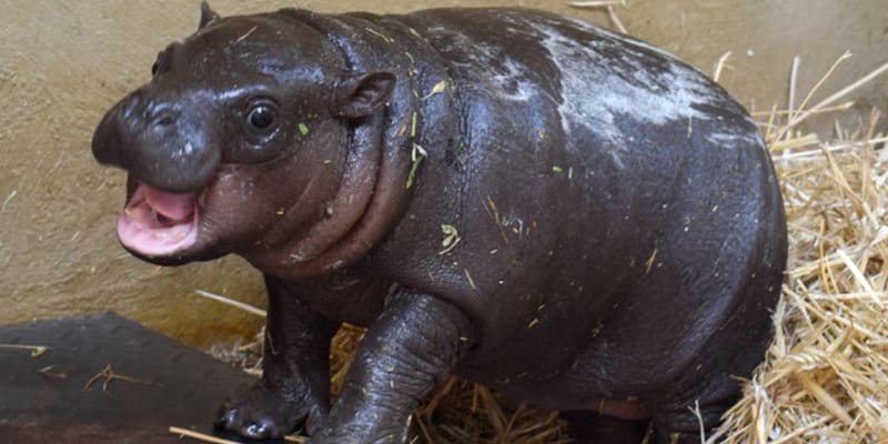 Hrošík je prvním mládětem, které se letos v Attica Zoological Park narodilo