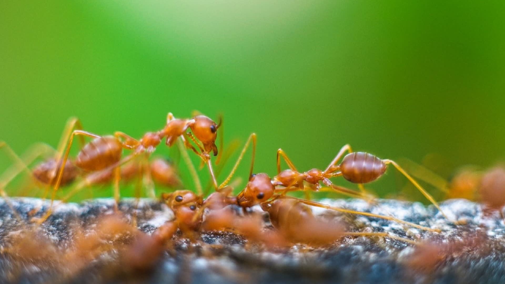 Ohniví mravenci v dokonalé souhře