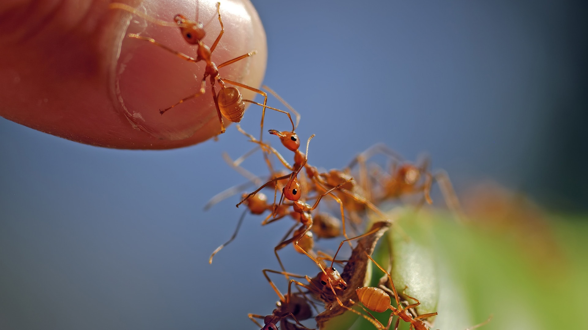Ohniví mravenci