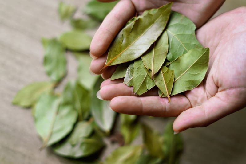 Kromě účinku při respiračních obtížích bobkový list také pomáhá tlumit bolest.