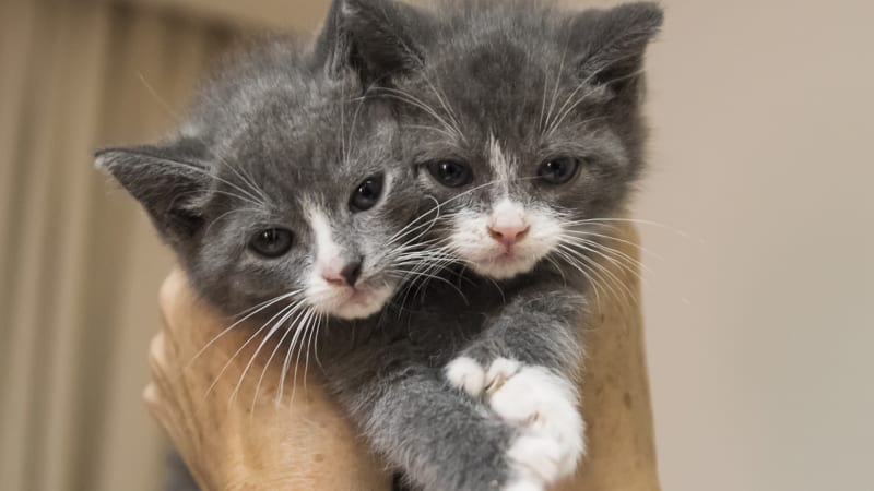 Něteří kočičí sourozenci vypadají jako klony i bez identické DNA