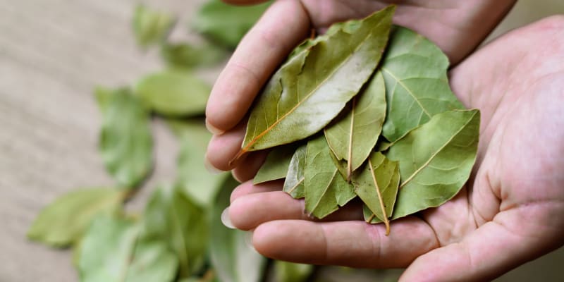 Kromě účinku při respiračních obtížích bobkový list také pomáhá tlumit bolest.