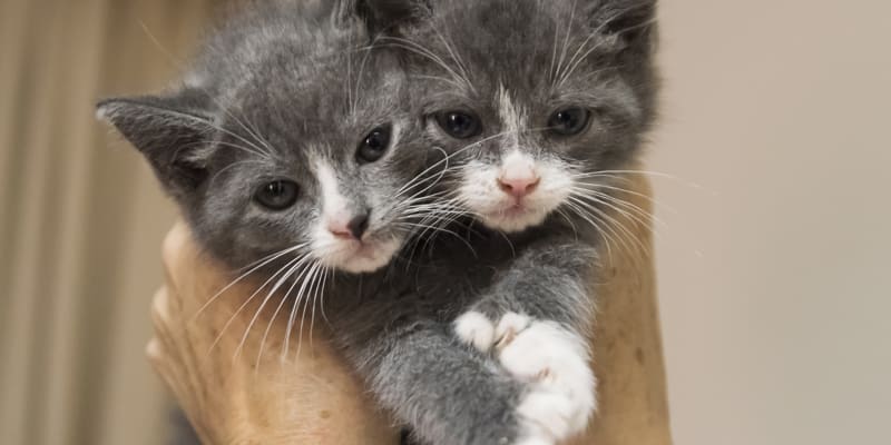 Něteří kočičí sourozenci vypadají jako klony i bez identické DNA