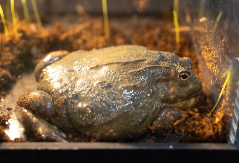 Některé žáby se dorůstají velikosti až 40 centimetrů