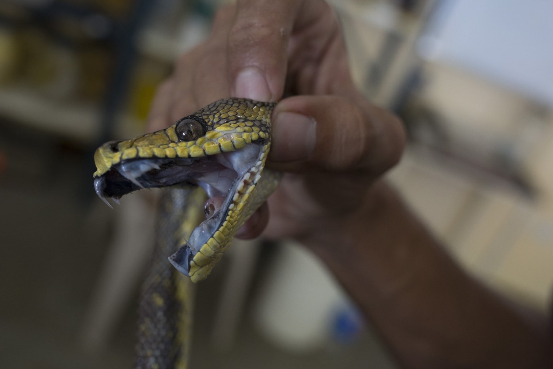 Hadi chovaní prodejci drog jsou často vyhladověli a mají vytrhnuté zuby. Nezřídka kdy v důsledku takového zacházení uhynou.