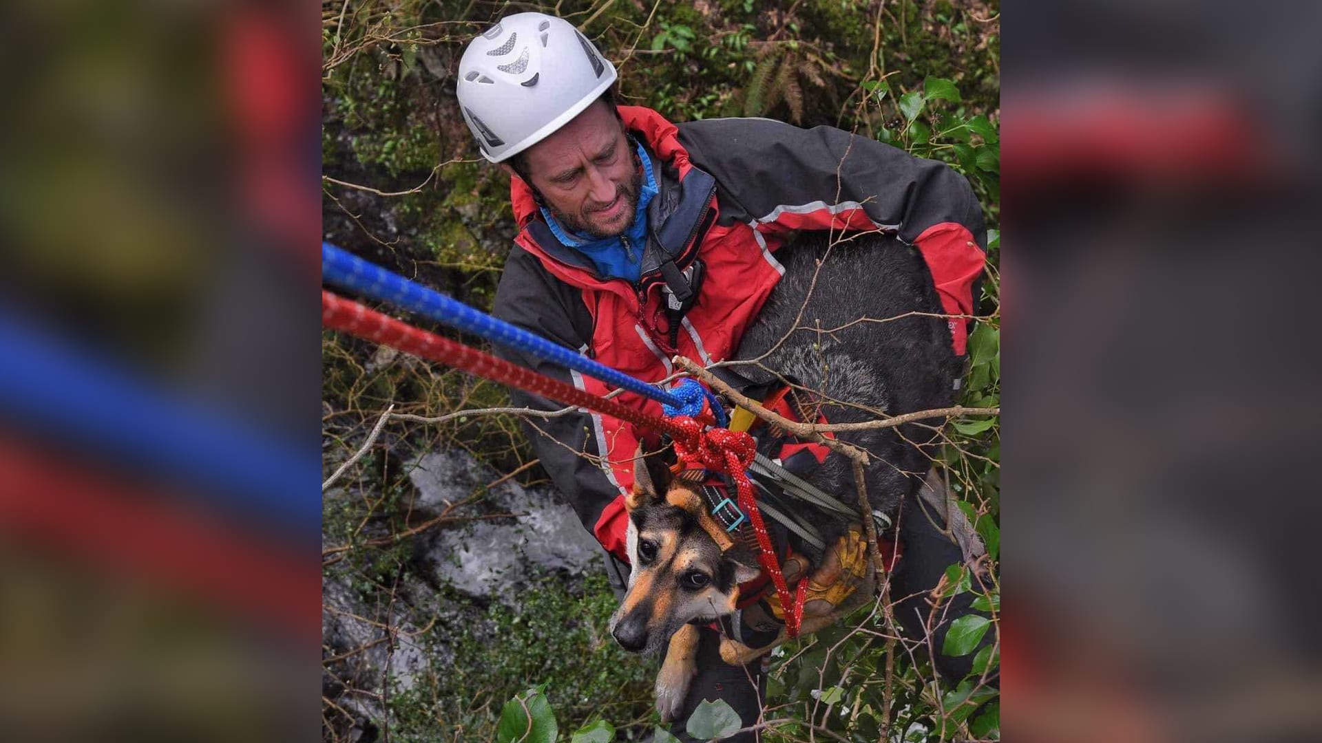 Do zhruba patnáct metrů hluboké rokle spadl pes, s nímž byl jeho páníček na procházce ve Walesu. Do akce museli zasáhnout horští záchranáři.