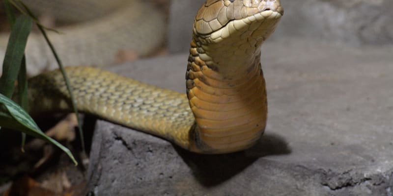 Dosavadní vyšetřování ukazuje, že populární je třeba jed kobry nebo krajty. Na snímku kobra královská.