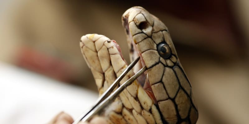 Dealeři chovající hady pouze pro jed se k nim zpravidla chovají brutálně a často je týrají.