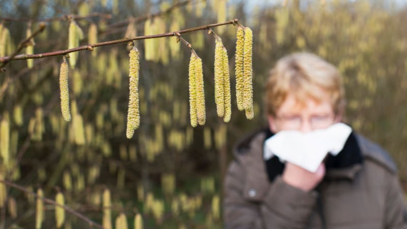 Alergikům může aktivní pylová sezóna znepříjemnit život.