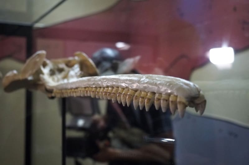 Tyhle zuby byly dokonalým nástrojem smrti
