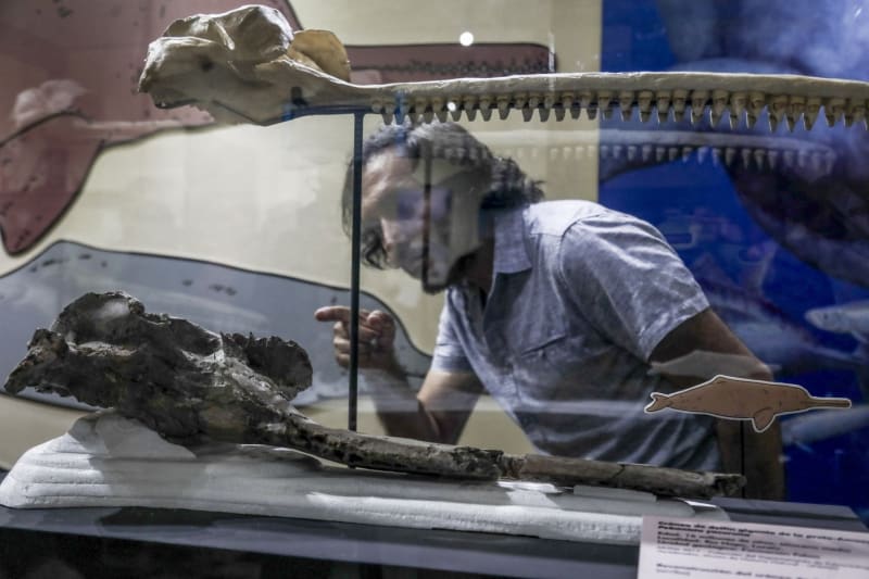 Paleontolog si prohlíží vystavené fosílie gigantického delfína