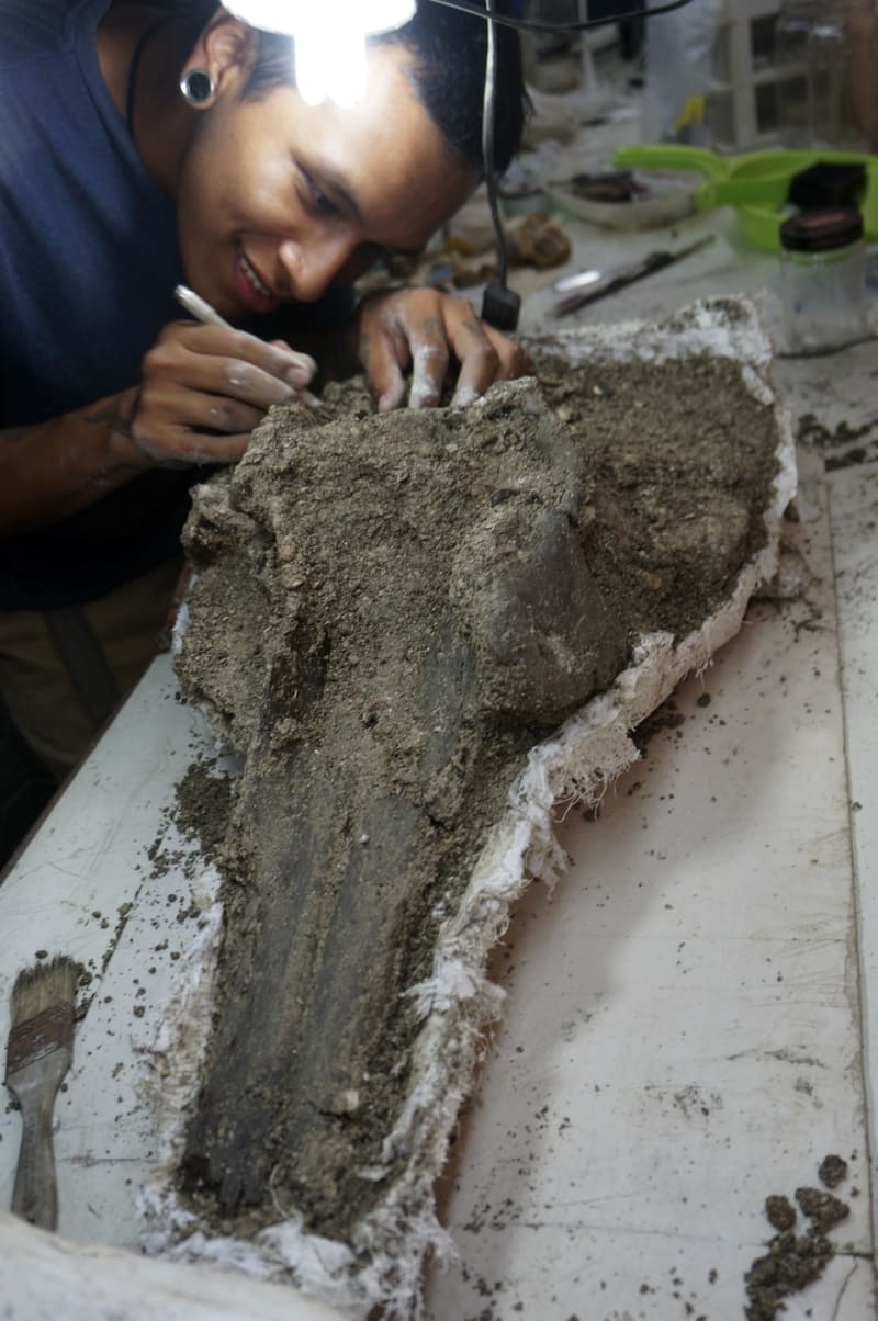 Paleontolog Aldo Benites čistí lebku gigantického delfína
