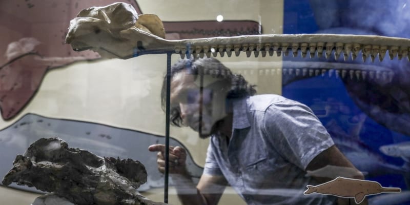 Paleontolog si prohlíží vystavené fosílie gigantického delfína