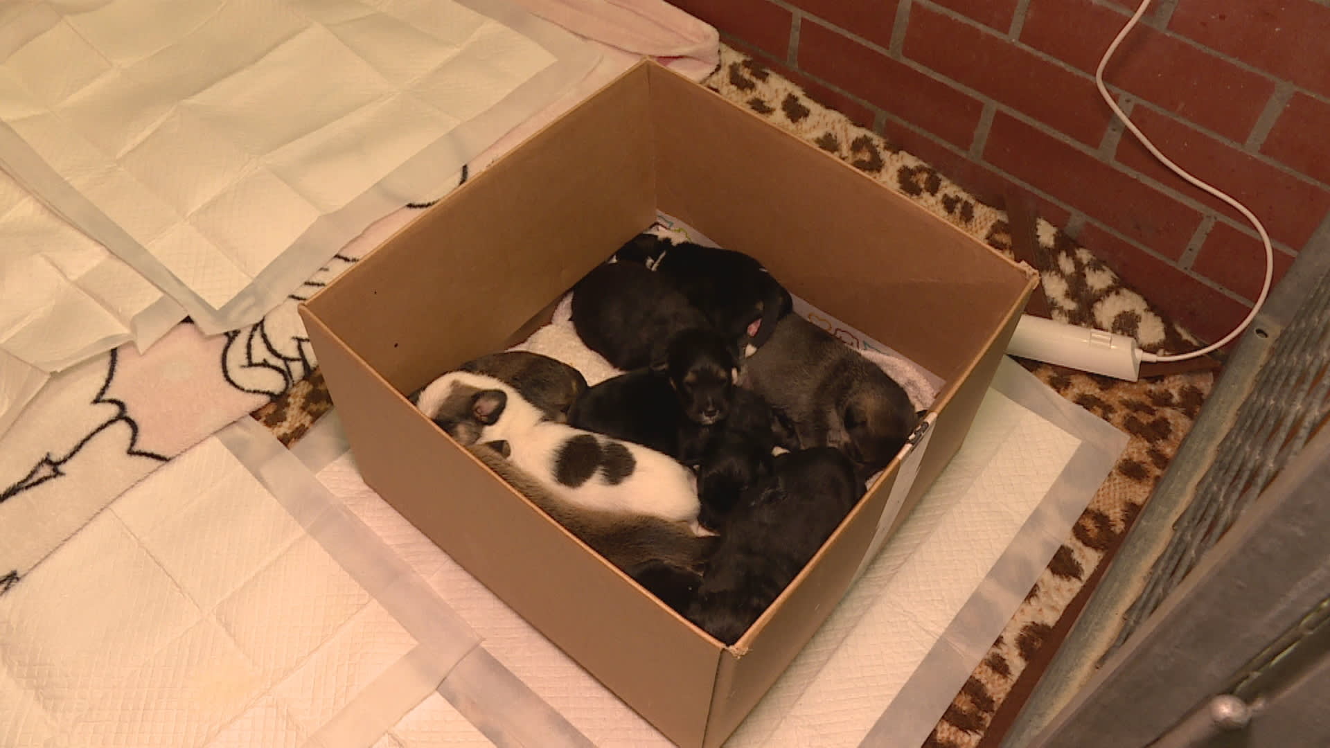 Na sídlišti na Praze 14 někdo nechal krabici s devíti štěňaty.