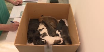 Strážníci v Praze zachránili štěňata odložená v krabici. Jsou sladší než cukrátka, říkají