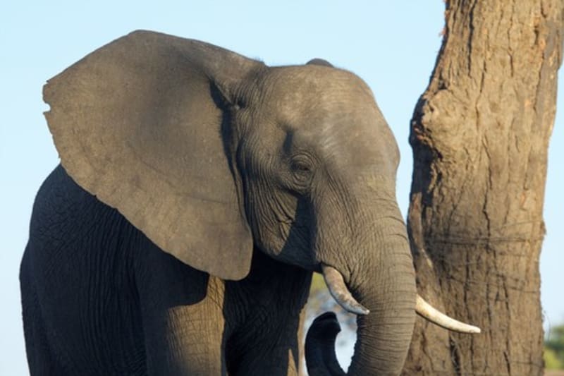 Sloni (Ilustrační foto)