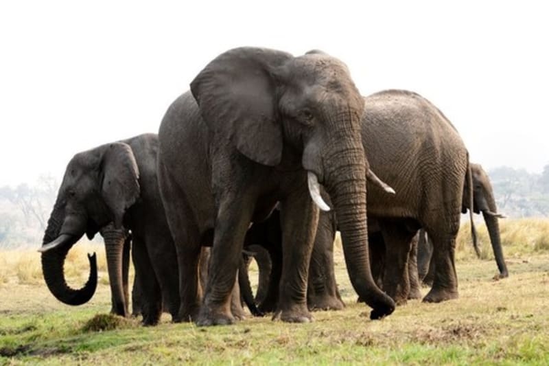 Sloni (Ilustrační foto)