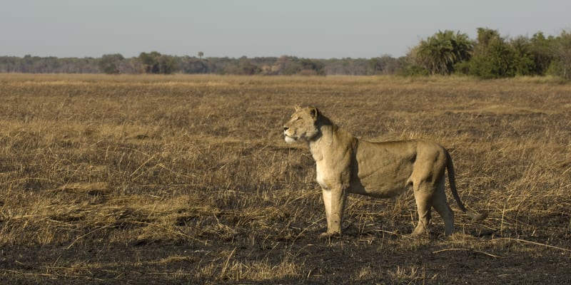 Národní park Kafue je největším v Zambii