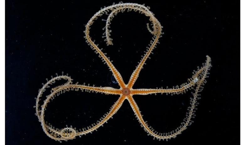 Na propastné pláni se často vyskytují mořské hvězdice s bičovitými končetinami.