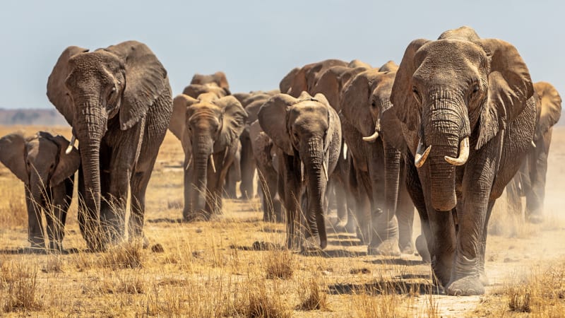 Botswana vyhrožuje, že do Německa pošle 20 tisíc slonů. A myslí to vážně