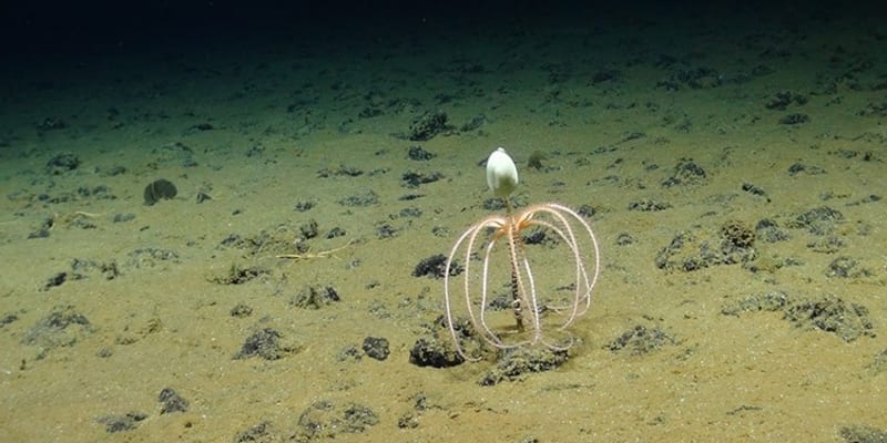 Mořská hvězdice brýlatá na stonku houby a „zvedá končetiny“ do vody, aby zachytila padající potravu.