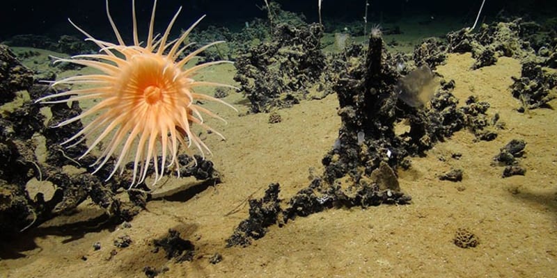 Na snímku hlubinná mořská sasanka rostoucí v manganovém útesu v hloubce 4100 metrů pod hladinou.