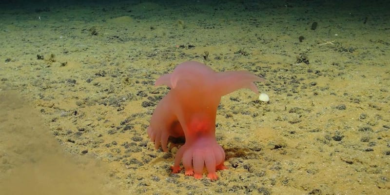 Většina druhů, které se vyskytují na mořském dně, je vědě neznámá, jako například toto mořské prase přezdívané „Barbie-pig“ kvůli své růžové barvě a malým „nohám”.