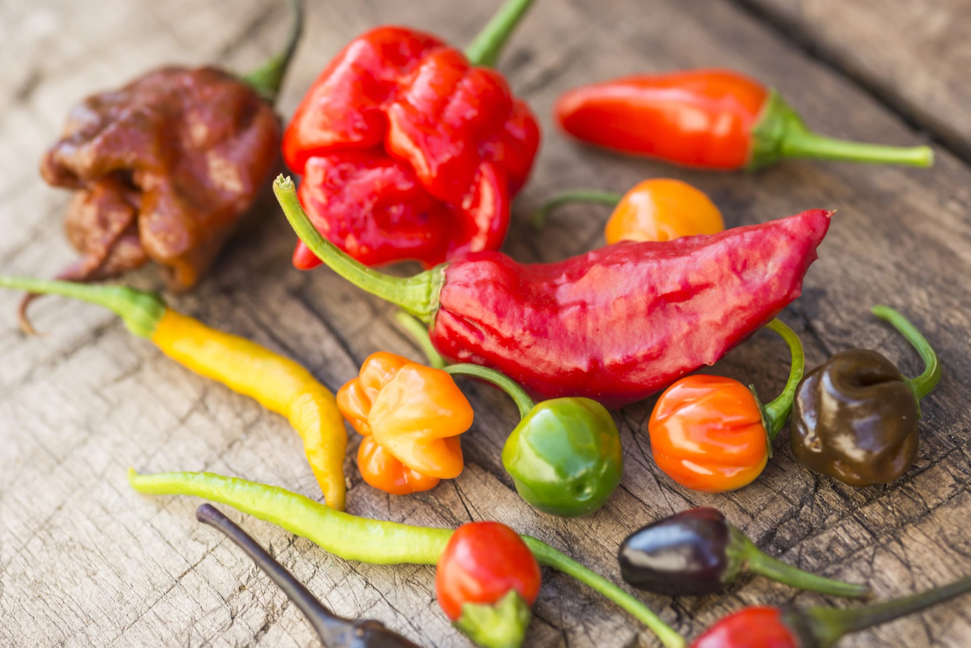 Chilli papričky překypují různými barvami i tvary