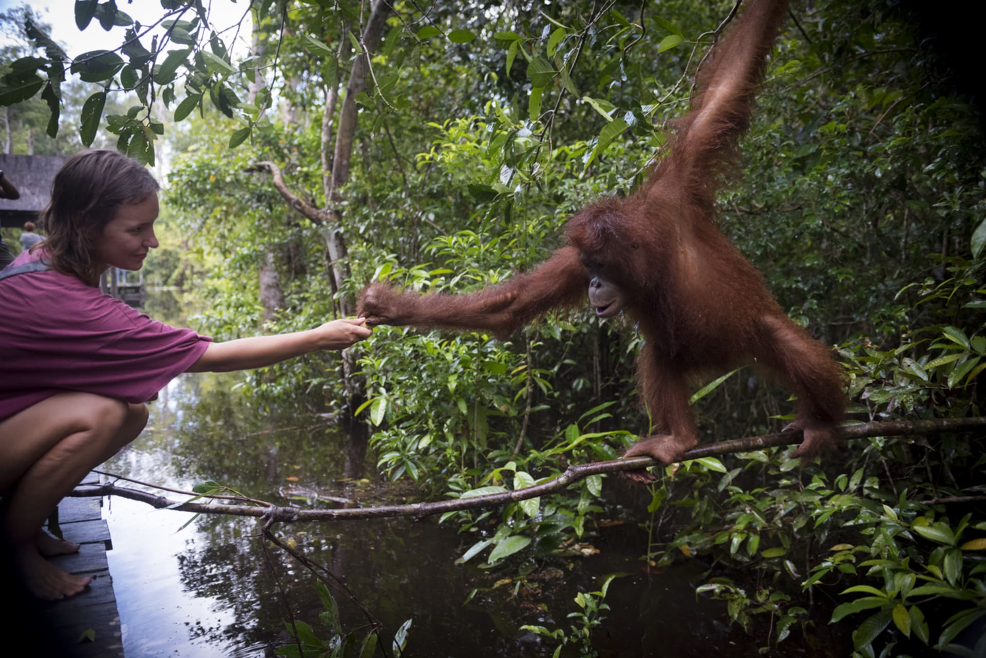 Orangutani také patří k našim blízkým příbuzným