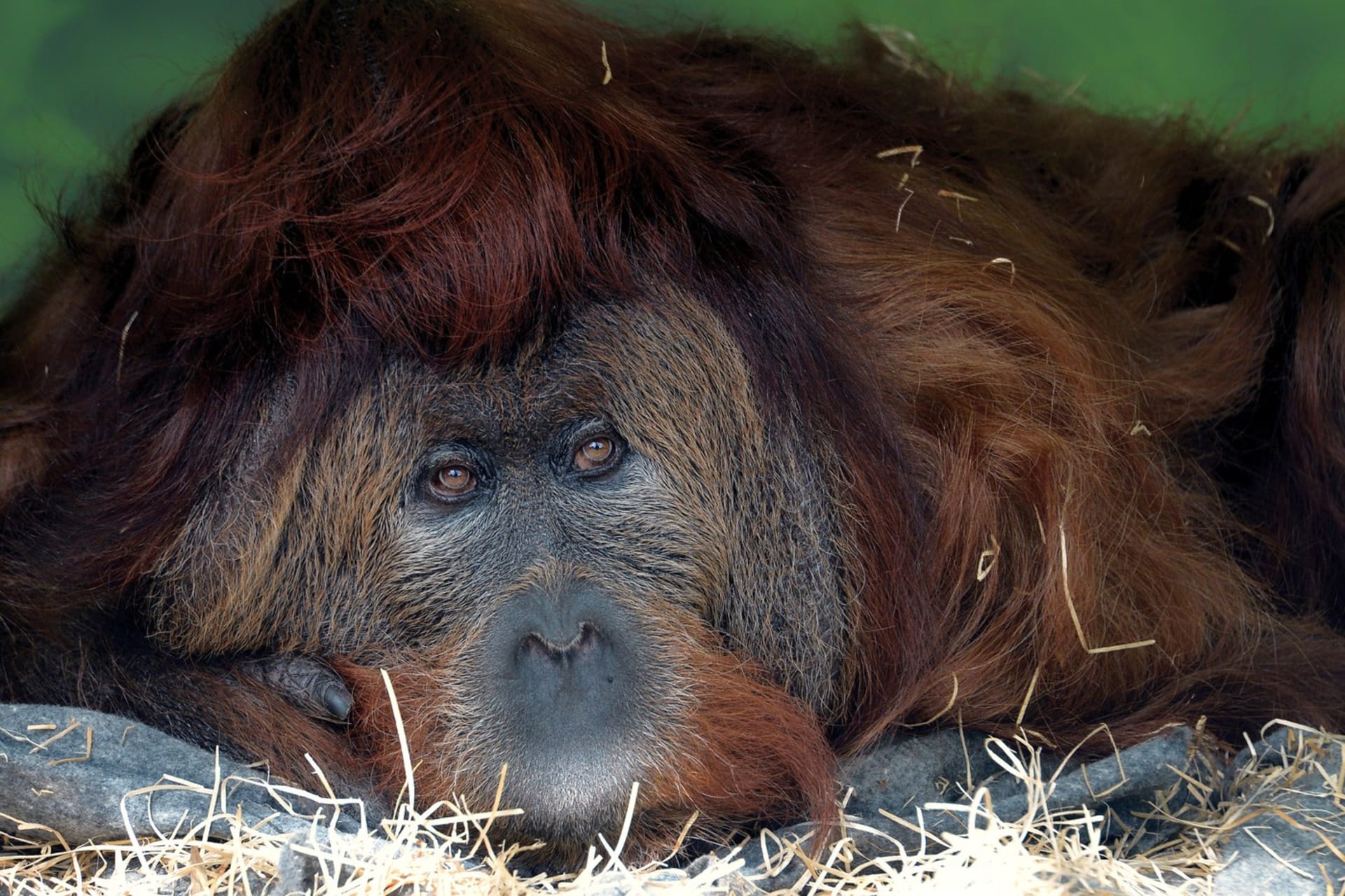 V ústecké zoo zemřel druhý nejstarší orangutan na světě, 54letý Ferda.